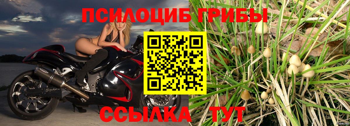 Галлюциногенные грибы Psilocybe  Вход с VPN  Красногорск 